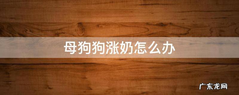 狗狗涨奶怎么解决 母狗狗涨奶怎么办