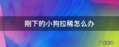 刚下的小狗拉稀怎么办 刚到家的小狗拉稀怎么办
