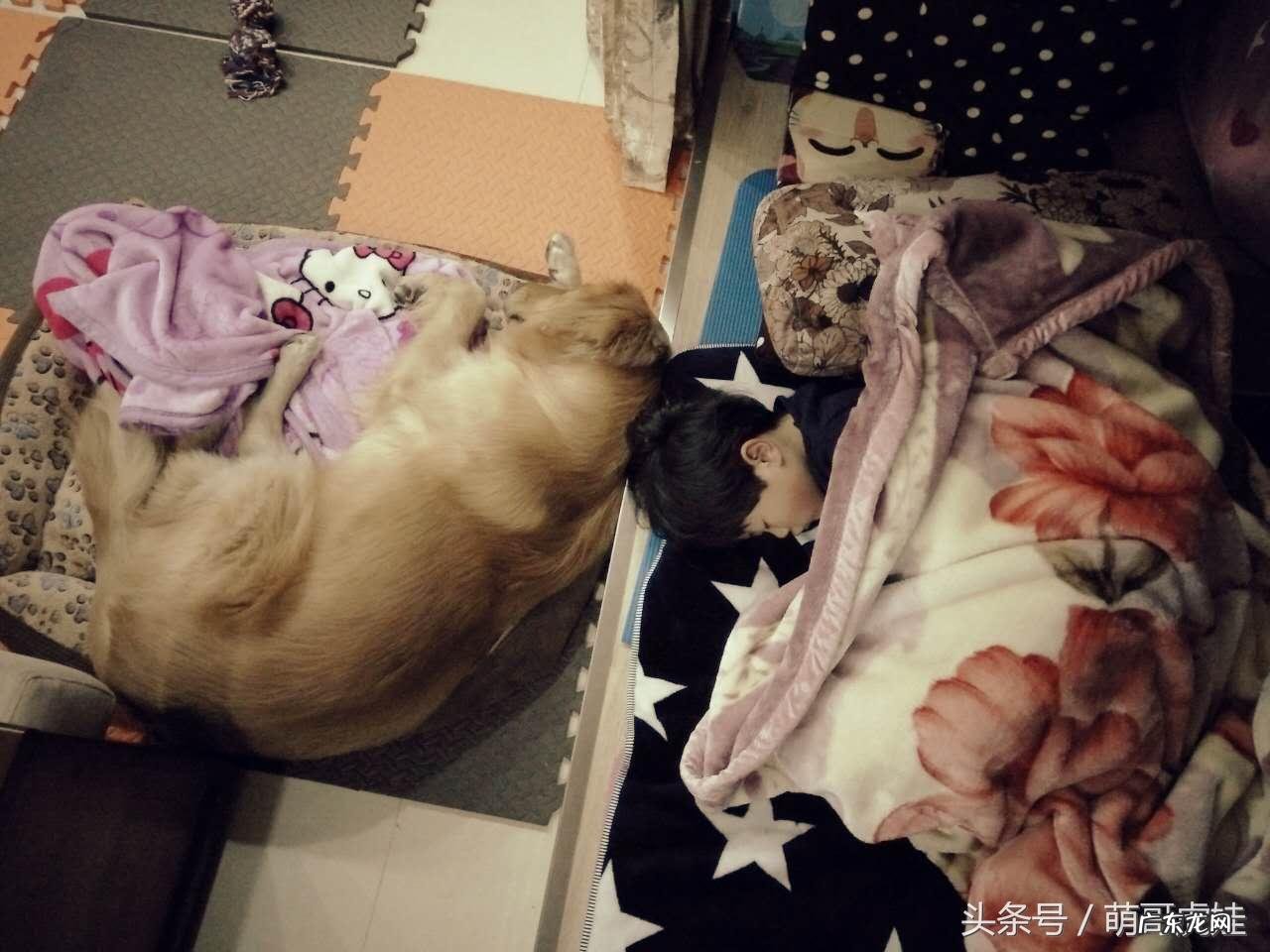中小型犬 金毛寻回犬和主人合照