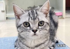 狸花猫 只认一个主人又有灵性的猫是什么