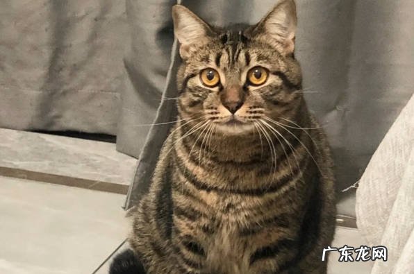 狸花猫 只认一个主人又有灵性的猫是什么
