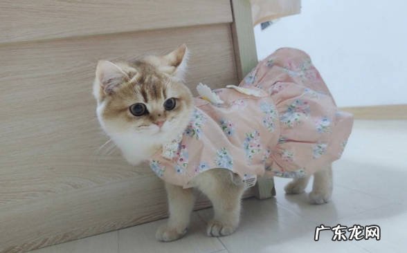 穿衣服 哪些行为让猫咪感到痛苦