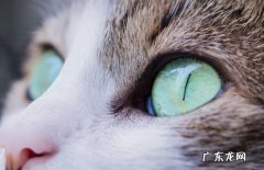 穿衣服 哪些行为让猫咪感到痛苦