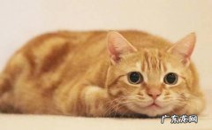 橘猫 自带财气的猫是什么品种