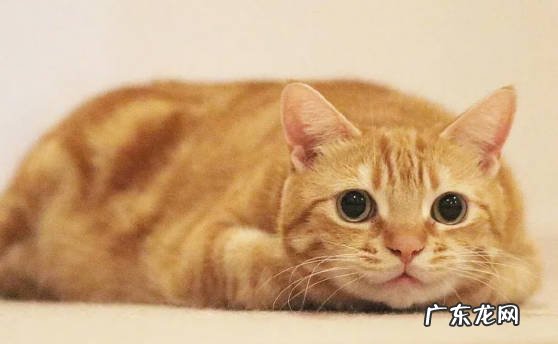 橘猫 自带财气的猫是什么品种