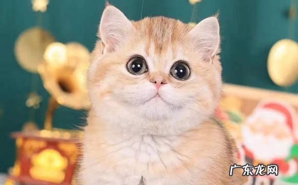 橘猫 自带财气的猫是什么品种