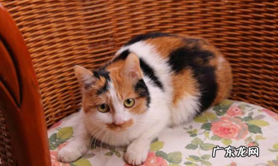 橘猫 自带财气的猫是什么品种