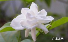 茉莉花 哪些品种的植物最怕冷