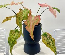 彩叶芋 哪些植物又贵又难养
