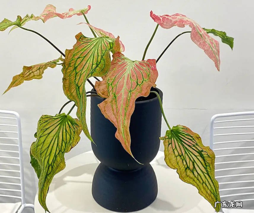 彩叶芋 哪些植物又贵又难养
