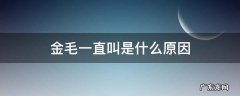 金毛一直叫是什么原因 金毛一直不叫什么原因