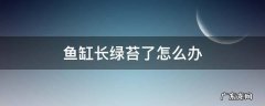 鱼缸会长绿苔怎么处理 鱼缸长绿苔了怎么办