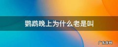 鹦鹉为什么晚上一直叫 鹦鹉晚上为什么老是叫