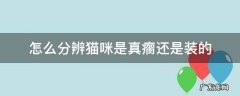 猫咪装瘸是什么情况 怎么分辨猫咪是真瘸还是装的
