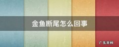 金鱼断尾是什么情况 金鱼断尾怎么回事
