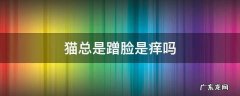 猫总是蹭脸是痒吗 猫咪总是蹭脸