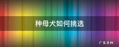 种母犬如何挑选 马犬种母怎么选择