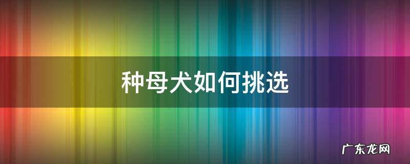 种母犬如何挑选 马犬种母怎么选择