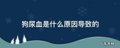 狗尿血是什么原因导致的 狗尿血是什么原因导致的是不是打针有关系
