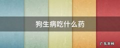 狗生病吃什么药 狗狗生病一般吃什么药