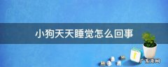 小狗每天都睡觉 小狗天天睡觉怎么回事