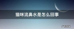 猫咪流鼻水是什么情况 猫咪流鼻水是怎么回事