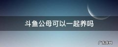 斗鱼公母可以一起养吗 半月斗鱼公母可以一起养吗