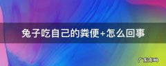 兔子吃自己的粪便 兔子吃自己的屎