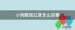 小狗眼底红是怎么回事 狗狗眼睛红是什么情况
