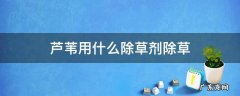 芦苇用什么除草剂除草 芦苇草用什么除草剂能除掉