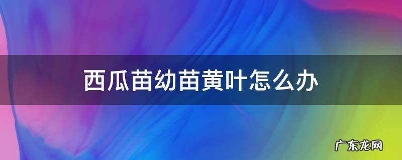 西瓜苗幼苗黄叶怎么办 西瓜苗叶子发黄怎么治
