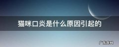 猫咪口炎是什么原因引起的 猫咪口炎是如何引起的