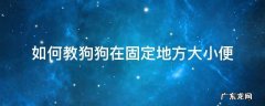 如何教狗狗在固定地方大小便视频 如何教狗狗在固定地方大小便
