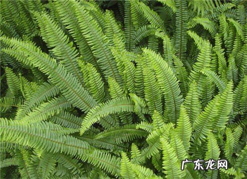 石黄皮图片 石黄皮的功效与作用