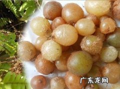 石黄皮图片 石黄皮的功效与作用