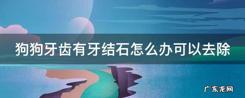 狗狗牙齿有牙结石怎么办可以去除 狗狗牙齿上有牙结石怎么办