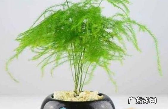 无稽之谈 为什么养文竹会倒霉