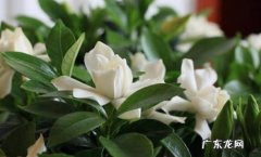 茉莉花 什么花香味最好闻适合放室内