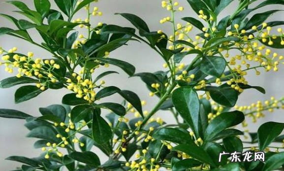 茉莉花 什么花香味最好闻适合放室内