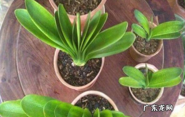 施肥 君子兰不开花处理方法