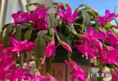 仙客来 哪些花会在冬季绽放