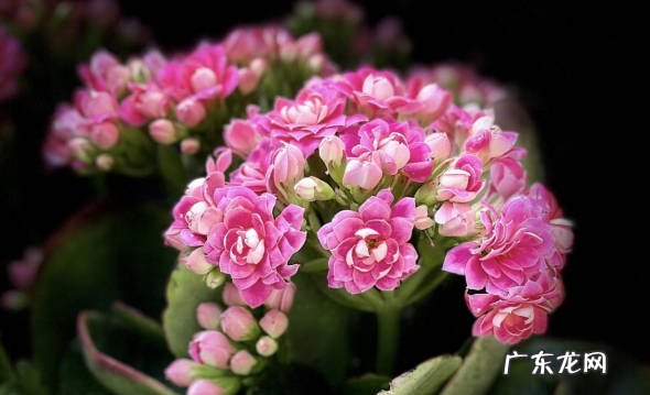 长寿花 哪些花养起来没压力