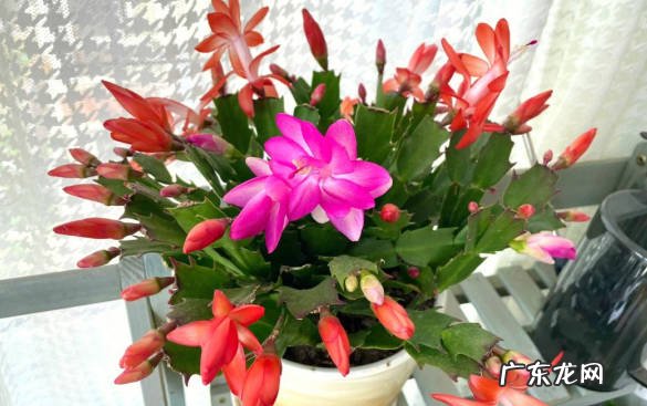 长寿花 哪些花养起来没压力