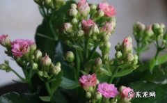一周左右 怎么给长寿花施肥