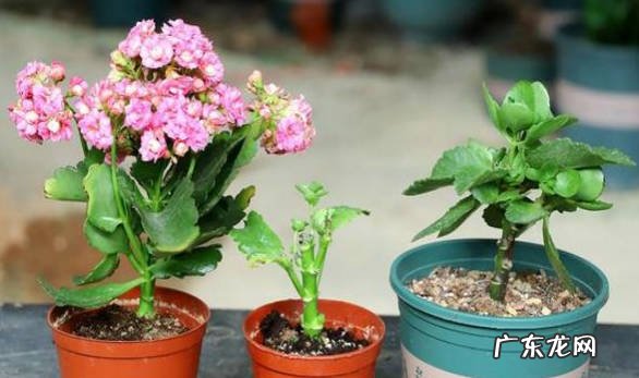 一周左右 怎么给长寿花施肥