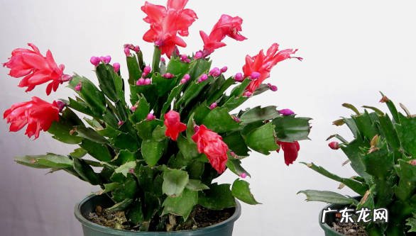 三角梅 秋季适合哪些易养花期长的花