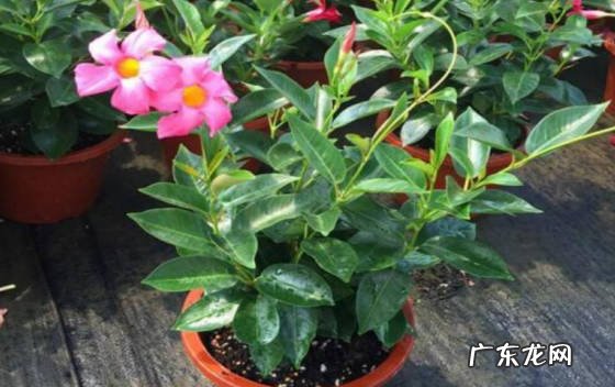 可以 飘香藤适合在室内养吗