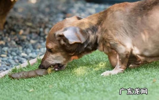 食腐本能 为什么狗狗会吃自己的便便