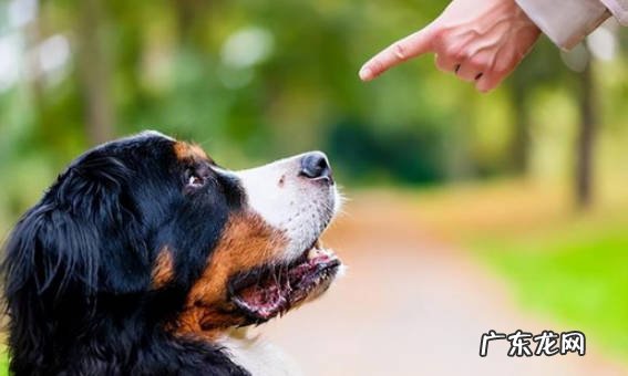 食腐本能 为什么狗狗会吃自己的便便