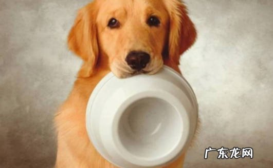 食腐本能 为什么狗狗会吃自己的便便